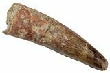 Fossil Spinosaurus Tooth - Real Dinosaur Tooth #345491-1